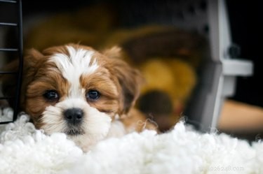 Dovresti coprire una cassa per cani?