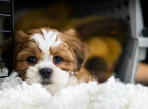 あなたは犬の木枠をカバーする必要がありますか？ 