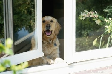 Is overmatig blaffen van honden illegaal?