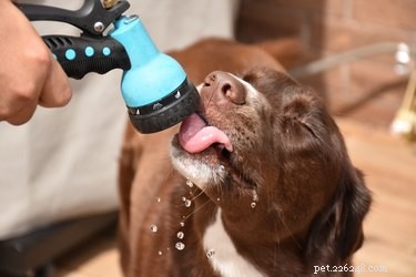 Hur man installerar filtret på en Drinkwell Pet Fountain