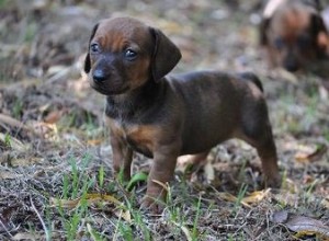 縫い目のない編みこみのフリース犬の鎖を作る方法 