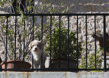 Comment faire un balcon adapté aux chiens
