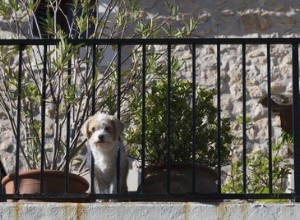 Comment faire un balcon adapté aux chiens