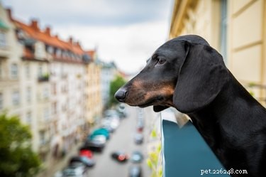 Een balkon geschikt maken voor honden