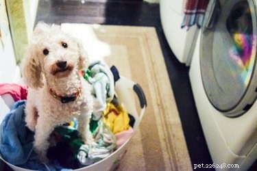 Hondenurinegeuren uit wasgoed verwijderen