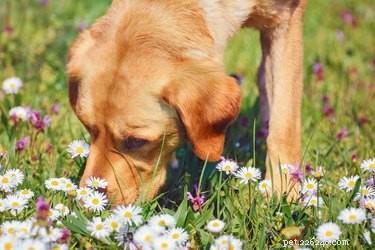 Herbes ou fleurs qui repoussent les chiens