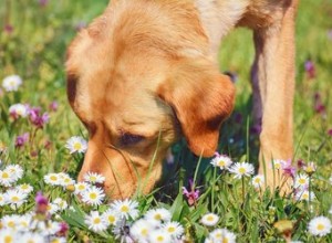 犬をはじくハーブや花 