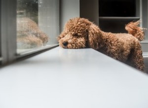 Types de cheveux et soins pour un Goldendoodle