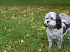 Idées de toilettage pour un Shih-Poo