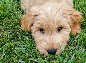 Les meilleures façons de laver un Goldendoodle