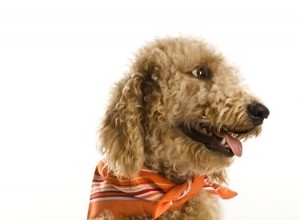 Coiffures Goldendoodle