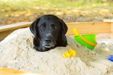 Sandboxen voor honden bouwen