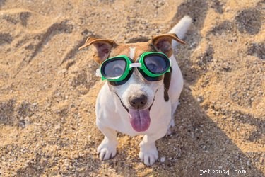 Comment construire des bacs à sable pour chiens