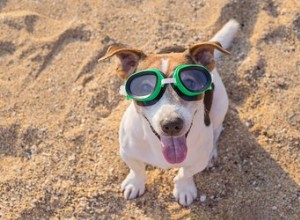 Comment construire des bacs à sable pour chiens