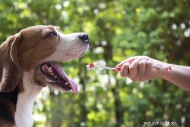 Hoe de tanden van een hond te poetsen zonder tandpasta