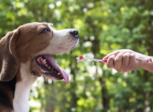 Comment brosser les dents d un chien sans dentifrice