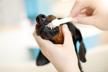 Como escovar os dentes de um cachorro sem pasta de dente