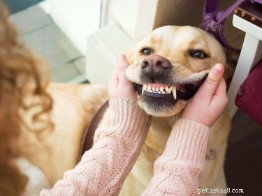Hur man borstar en hunds tänder utan tandkräm