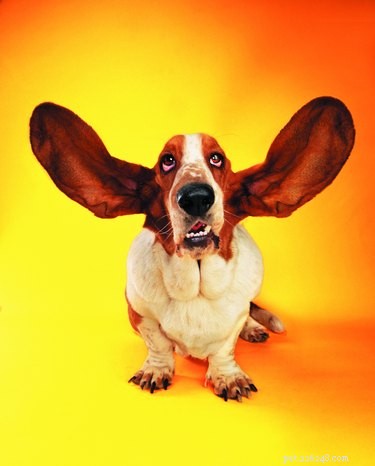 犬の毛皮から油性の点耳薬を取り除く方法 