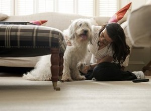 Coiffures Labradoodle