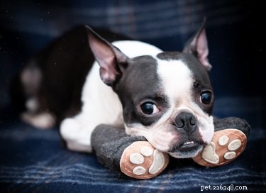 Jak háčkovat botičky pro štěně 