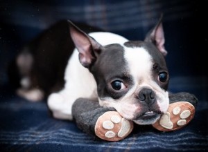 Comment crocheter des chaussons pour chiots