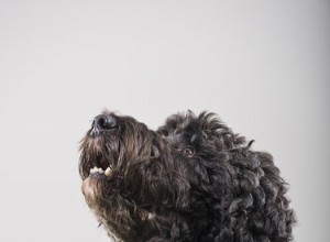 Comment toiletter un mélange de caniche 