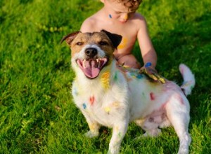 Comment enlever le vernis à ongles de mon chien