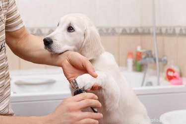 Come tagliare le unghie di un cane senza tagliaunghie