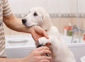 クリッパーなしで犬の爪をクリップする方法 