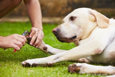 Hoe de nagels van een hond te knippen zonder tondeuse