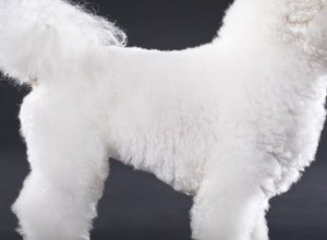 Coupes de cheveux pour le bichon frisé