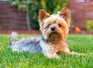 Comment couper les poils du visage d un Yorkies