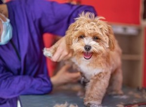 Comment toiletter les chiens Maltipoo