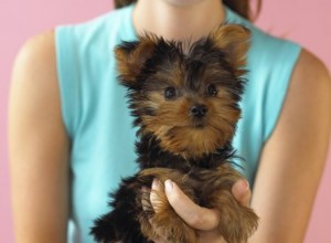 Comment faire une coupe de cheveux à une Yorkie