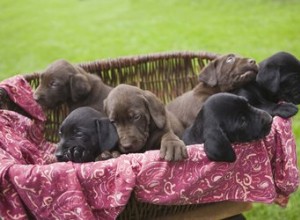 Combien de temps les chiots doivent-ils rester avec leur mère ?