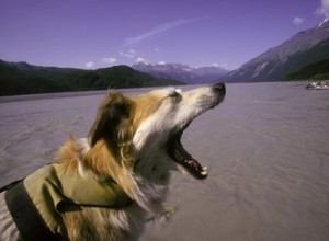 Comment fabriquer votre propre écharpe de gilet pour animal de compagnie