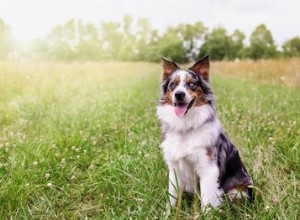 Comment réparer une clôture grillagée pour qu un chien ne la saute pas