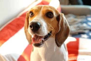 Come ridurre al minimo l odore dei beagle