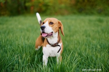 Hur man minimerar lukten av beagle