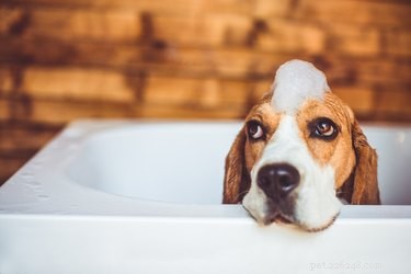 De geur van Beagles minimaliseren