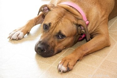 リノリウムの床から犬のおしっこの匂いを取り除く方法 