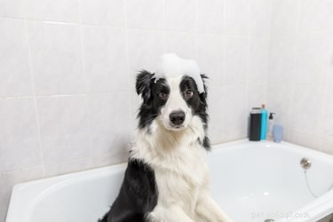 O shampoo para pulgas e carrapatos mata ácaros em cães?