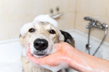 O shampoo para pulgas e carrapatos mata ácaros em cães?
