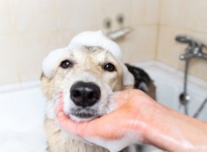 Le shampooing contre les puces et les tiques tuera-t-il les acariens sur les chiens ?