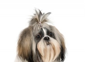 Coiffures pour Shih-Tzu