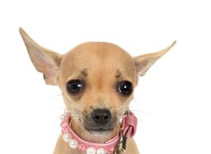 Comment mettre des nœuds dans les cheveux courts d un Chihuahua