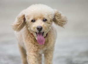 Les meilleurs pinceaux pour un caniche