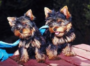 Coupes de cheveux de base pour les chiens Yorkie Terrier