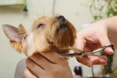 ヨークシャーテリア犬のための基本的なヘアカット 